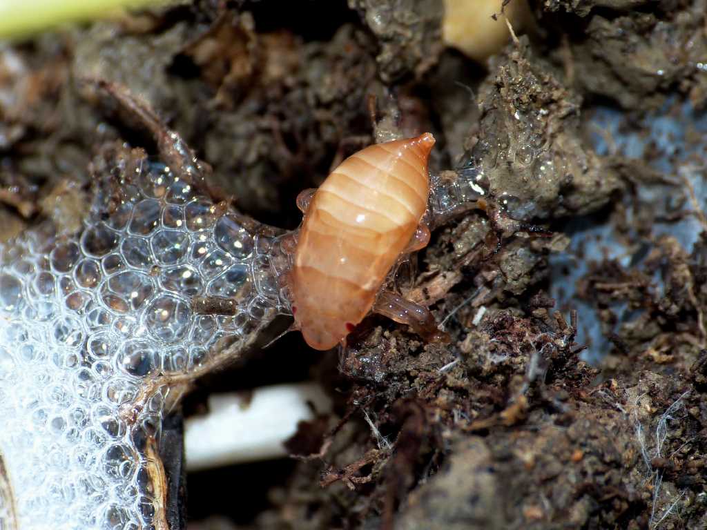 Nella schiuma: giovani ninfe di Cercopis sp. - S. Severa (RM